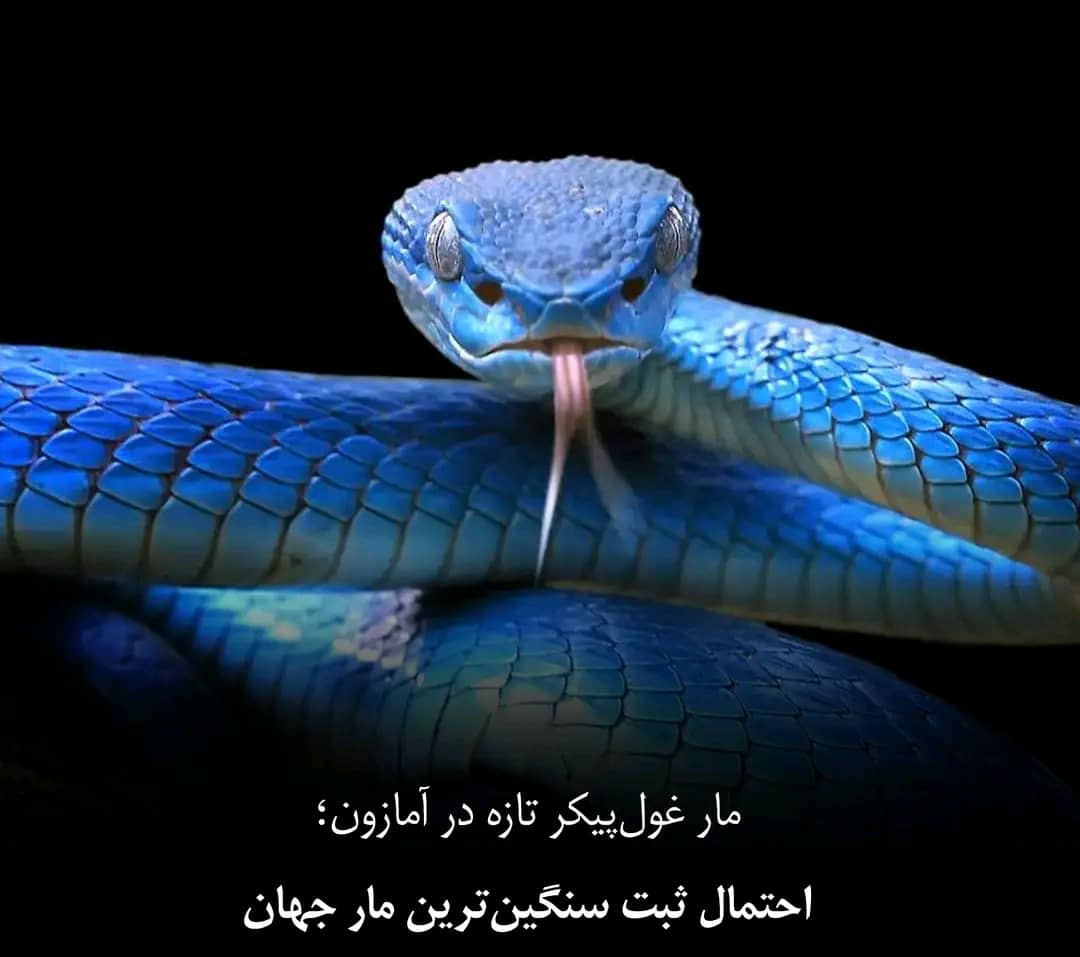🐍 کشف غول ناشناخته آمازون؛ سنگین‌ترین مار زمین پیدا شد!
