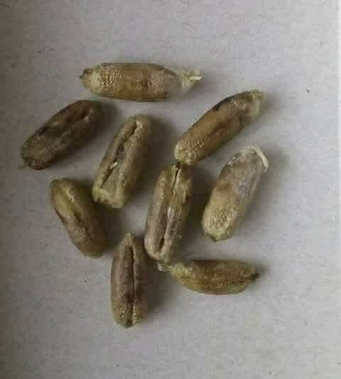 خسته خُرما